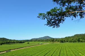 Daintree Tea plantation